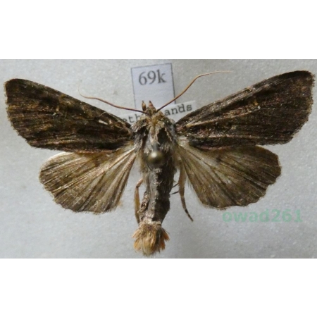 Apamea aquila Donzel, 1837 Holand69k
